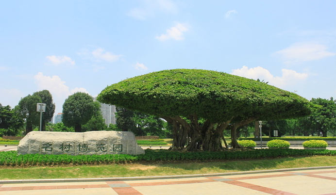 种植树木买保险 名树保险