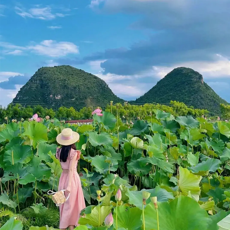 【与荷相遇，普弥有约】云南文山“普者黑”看荷花、“三生三世”、柳叶小舟打水战、钓龙虾、弥勒东风韵、红酒庄园品红酒、采摘水果、弥勒泡温泉、佛城商都多巴胺体验5天4-8人精致小团
