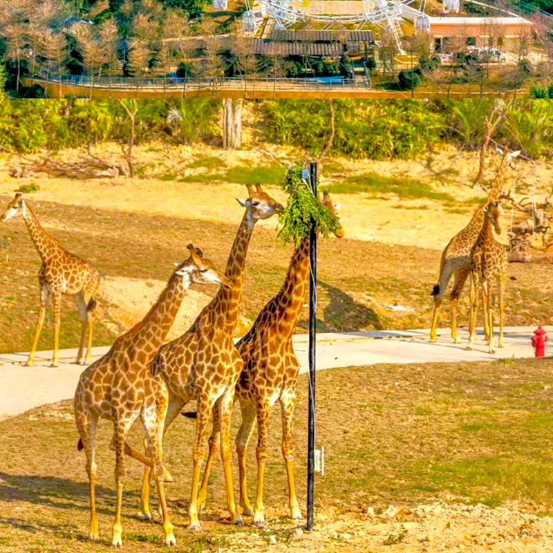 【RT暑假~清远长隆奇妙探索之旅】清远长隆森林王国、近览动物大迁徙奇观、5A西樵山亲子汽车3天(升级1晚五星碧桂园酒店)